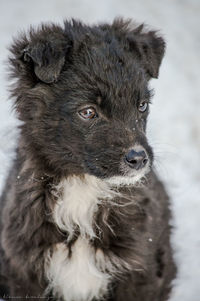 Close-up of dog