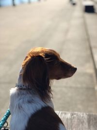 Close-up of dog sitting outdoors