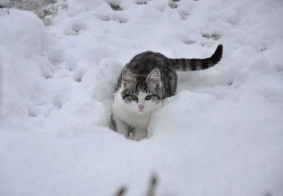 Portrait of cat on snow