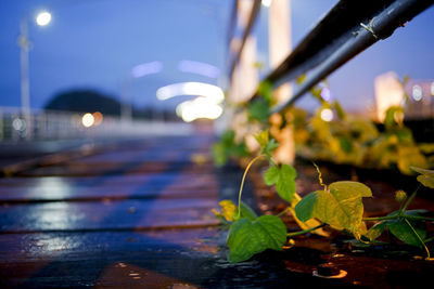 Close-up of illuminated street light at night