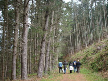 Rear view of people walking in forest