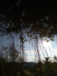 Low angle view of trees on field against sky