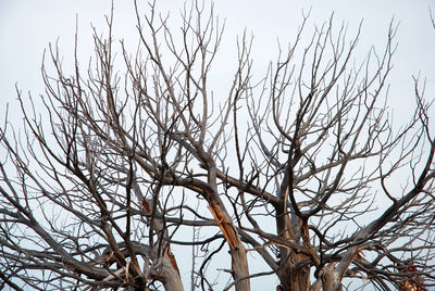 Low angle view of bare tree against clear sky