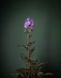 Close-up of purple flowering plant