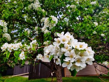 Close-up of white cherry blossom tree