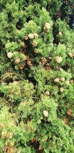 High angle view of mushrooms growing on field