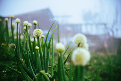 Close-up of flowering plant on field