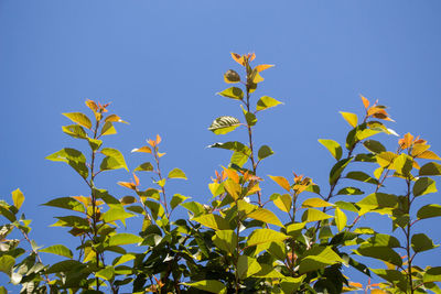 Low angle view of yellow plant against clear blue sky