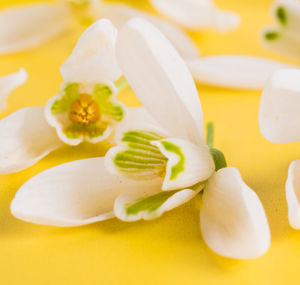 High angle view of white flowers in plate