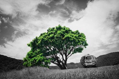 Trees on field against cloudy sky