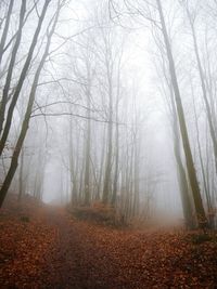 Bare trees in foggy weather