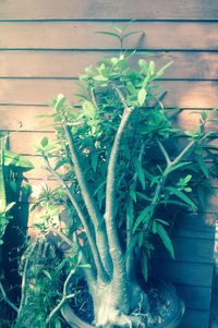 Close-up of potted plant