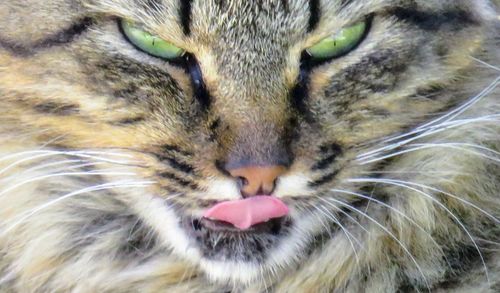 Close-up portrait of cat