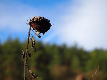 Close-up of insect on plant