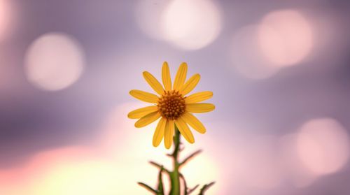 Close-up of flower against blurred background