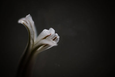 Close-up of wilted flower against black background