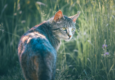 Close-up of a cat looking away