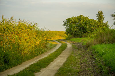 Dirt road passing through field