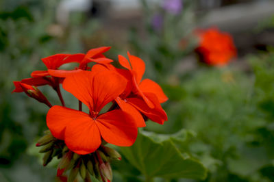 Close-up of red flower