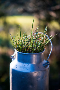 Close-up of potted plant