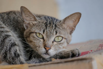 Close-up portrait of a cat