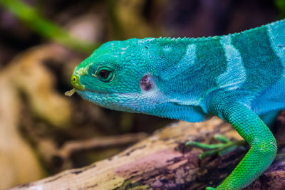 Close-up of a lizard