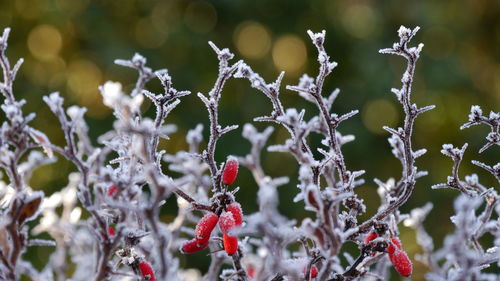 Close-up of frozen flower tree