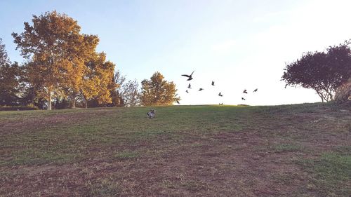Birds in park against sky