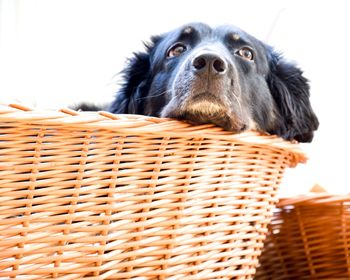 Close-up of a dog looking away