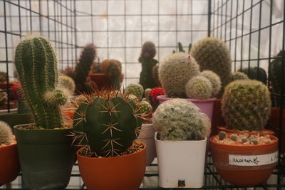 Cactus plants in greenhouse