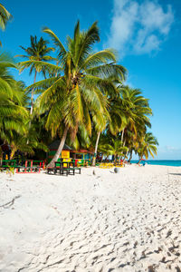 Palm trees on beach against sky