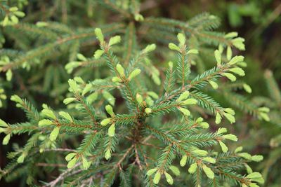 Close-up of fresh green plant