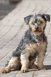 Portrait of puppy sitting on footpath