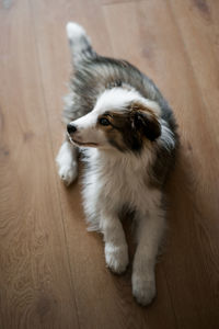 High angle view of dog sitting on wooden floor