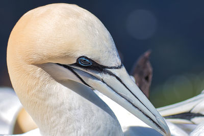 Close-up of bird