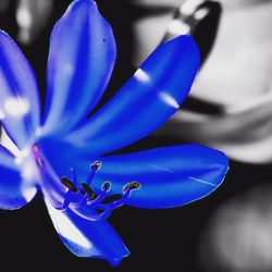 Close-up of flower against blurred background