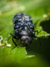 Close-up of a beetle eating a  leaf