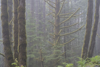 Pine trees in forest