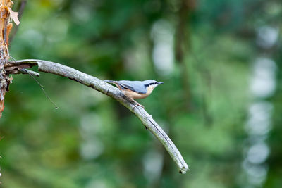 Close-up of bird on tree