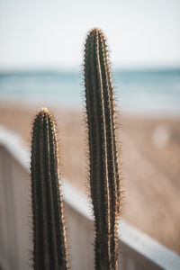 Close-up of succulent plant at beach against sky