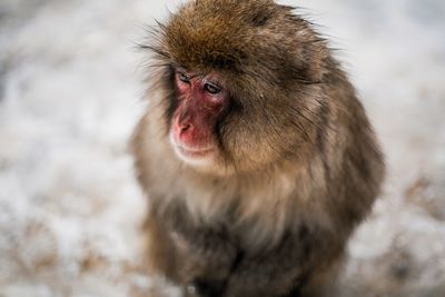 Close-up of japanese macaque on field during winter