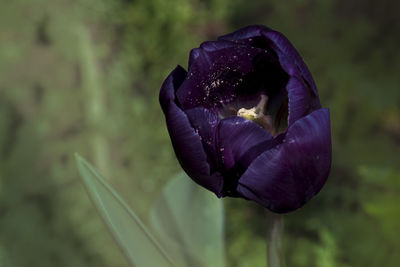 Close-up of purple flowering plant