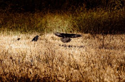 View of birds on field