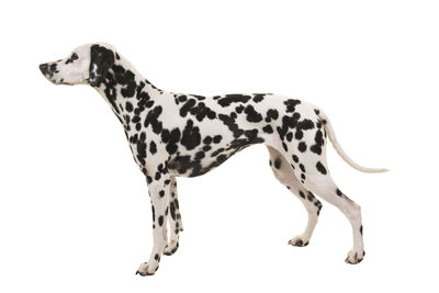 High angle view of dog against white background