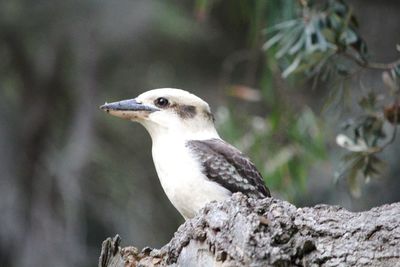 Close-up of bird perching on a tree