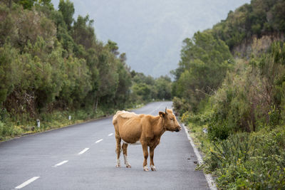 Horse standing on road amidst trees