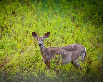 Portrait of deer standing in a grassy field