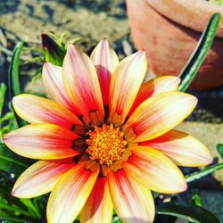 Close-up of flower blooming outdoors