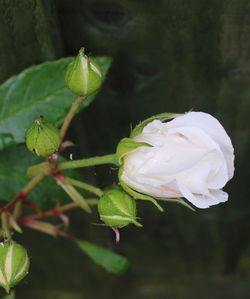 Close-up of flowers