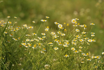 Close-up of flowers blooming on field